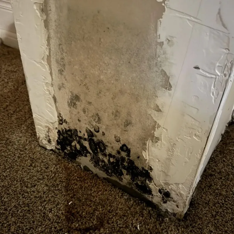 Professional Mold Removal in Wells Branch, TX